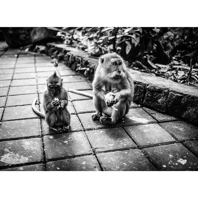Like squirrels in the Hyde park.. #ubud #monkeyforest #monkey #bali #asia #indonesia #bnw_city