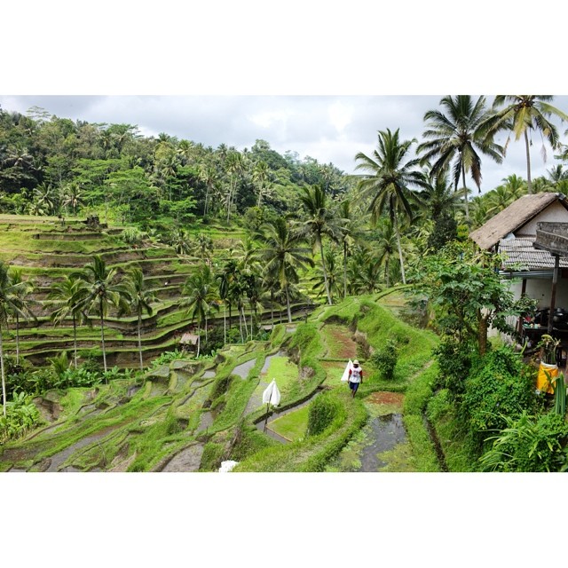 #bali #ricefields #ubud #asia #indonesia