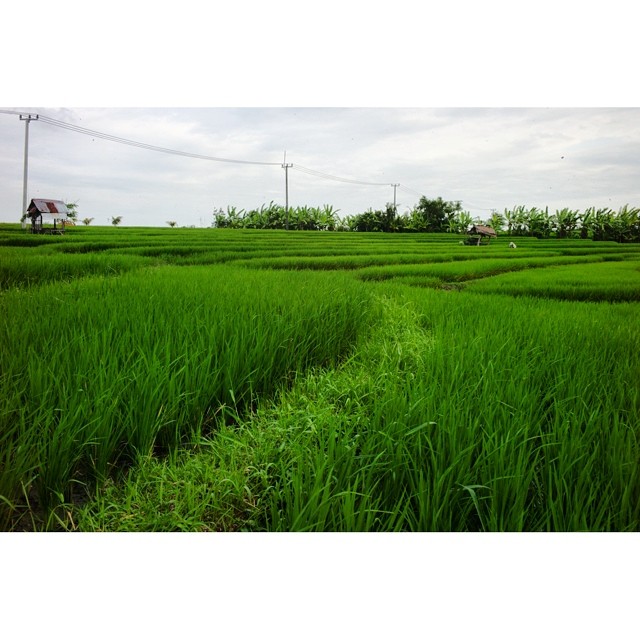 #bali #ricefields#asia #indonesia