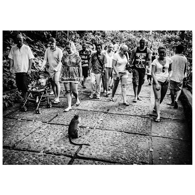 Up against. (Evolution?) #bali #monkeyforest #monkey #asia #indonesia #bnw_city #streetphoto