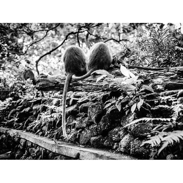 #monkeyforest #ubud #monkey #bali #asia #indonesia #bnw_city